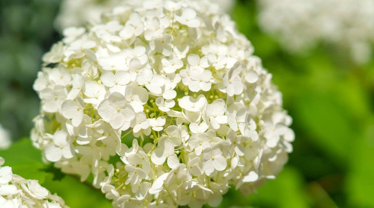 Close-up of a blooming shrub on a blurred green background. Large ball-shaped inflorescence, consists of many snow-white four petal flowers.