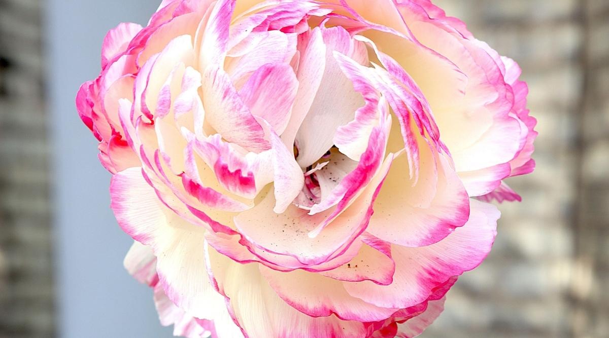 ‘La Belle White Picotee’
