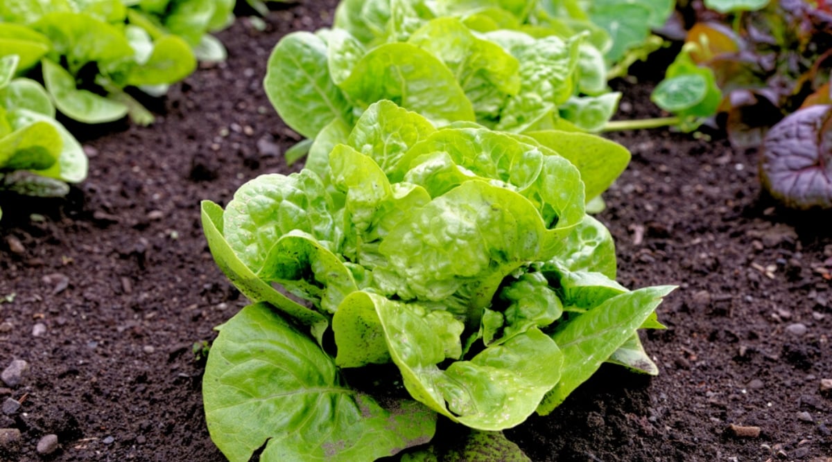 Close-up of &lsquo;Little Gem&rsquo; Mini-Romaine Lettuce plants in the garden. The &lsquo;Little Gem&rsquo; Mini-Romaine Lettuce is a compact variety with small, tightly packed heads of crisp, dark green leaves. The leaves are collected in a beautiful round rosette.