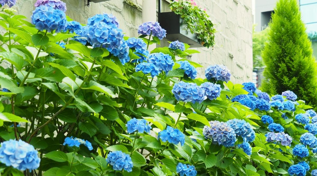 Close-up of a flowering bush under the wall of the house. The bush is large, lush, consists of erect stems covered with large, heart-shaped, green leaves with serrated edges. Large apical inflorescences of a rounded shape consist of many blue flowers.