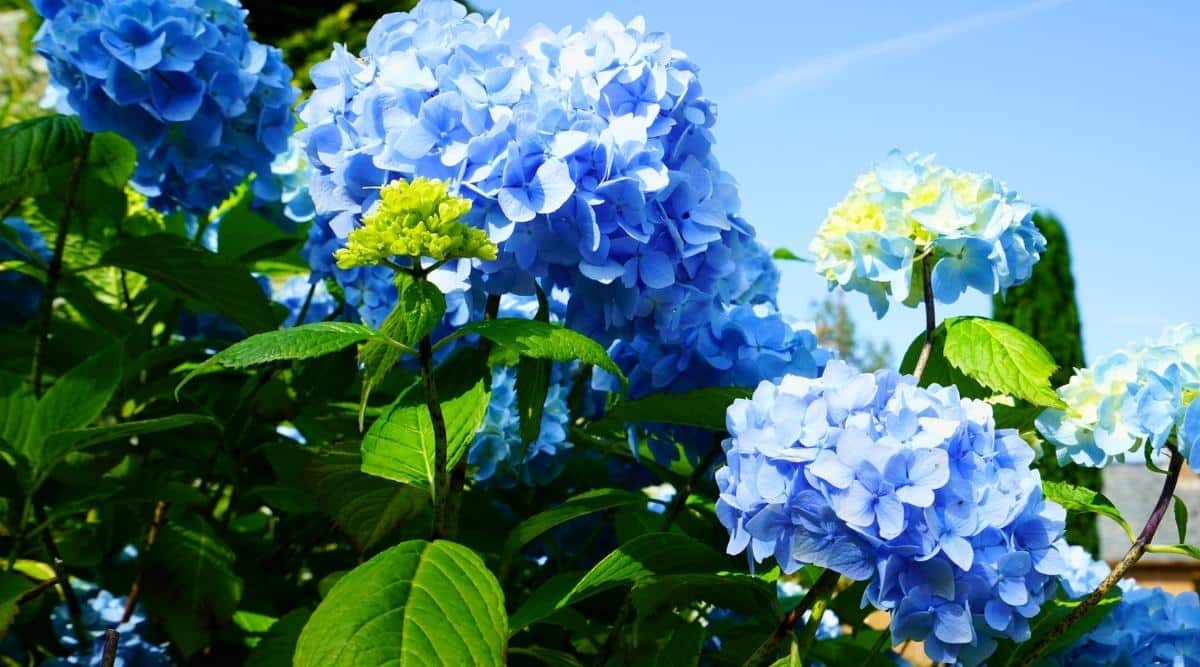 Close-up of a flowering bush in a sunny garden against the sky. The bush is large, lush, has tall stems covered with large oval green leaves with serrated edges and large round inflorescences of small blue flowers.