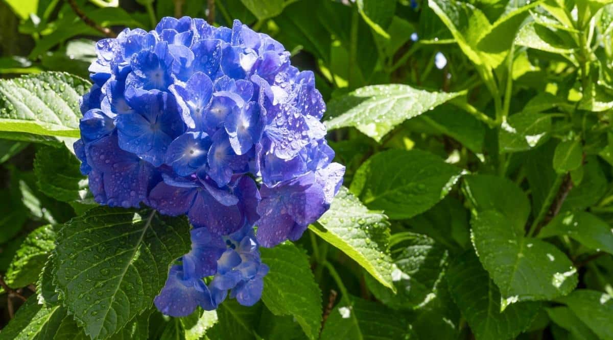 Close-up of a beautiful blooming shrub covered with water drops, in a sunny garden. The hydrangea bush is large, lush, consists of many erect stems with large, heart-shaped, green leaves with serrated edges. Hydrangea has a large rounded inflorescence of many 4-petal flowers with white eyes.