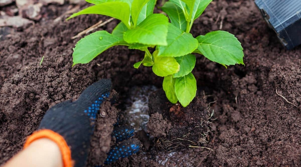 Close-up of planting &lsquo;Nikko Blue&rsquo; variety in a garden, in well-drained soil. A woman&rsquo;s hand pours soil at the base of a freshly planted hydrangea seedling. A young hydrangea bush has beautiful, oval, bright green leaves with jagged edges.