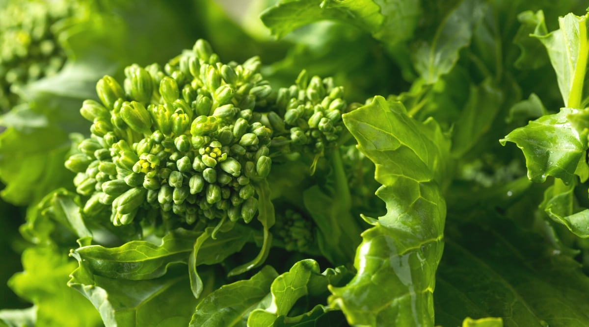 Close-up of &lsquo;Rapini&rsquo; Broccoli Raab. The &lsquo;Rapini&rsquo; Broccoli Raab has a distinctive appearance characterized by its slender green stems and delicate, fern-like leaves. Broccoli Raab forms loose clusters of small flower buds and leaves. The plant features multiple stems with branching leaves and buds. The leaves are deeply lobed and dark green.