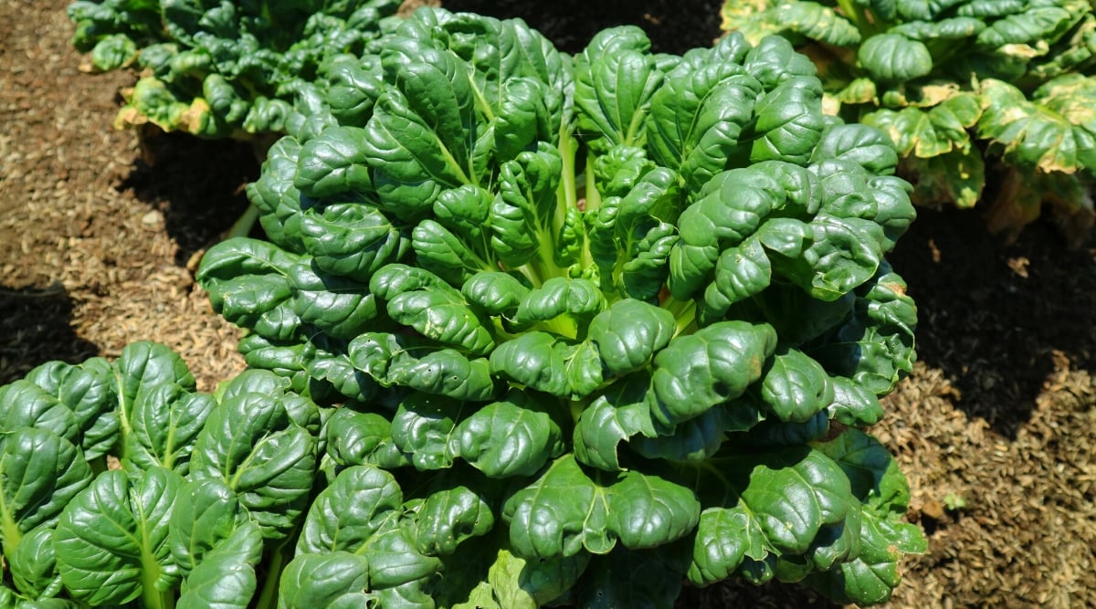Close-up of &lsquo;Rosette Tatsoi&rsquo; Bok Choy growing in a sunny garden. The &lsquo;Rosette Tatsui&rsquo; Bok Choy is a variety of bok choy that produces a tight cluster of dark green leaves in a rosette shape. The leaves are smooth, tender, shiny, and have a mild, slightly mustardy flavor.