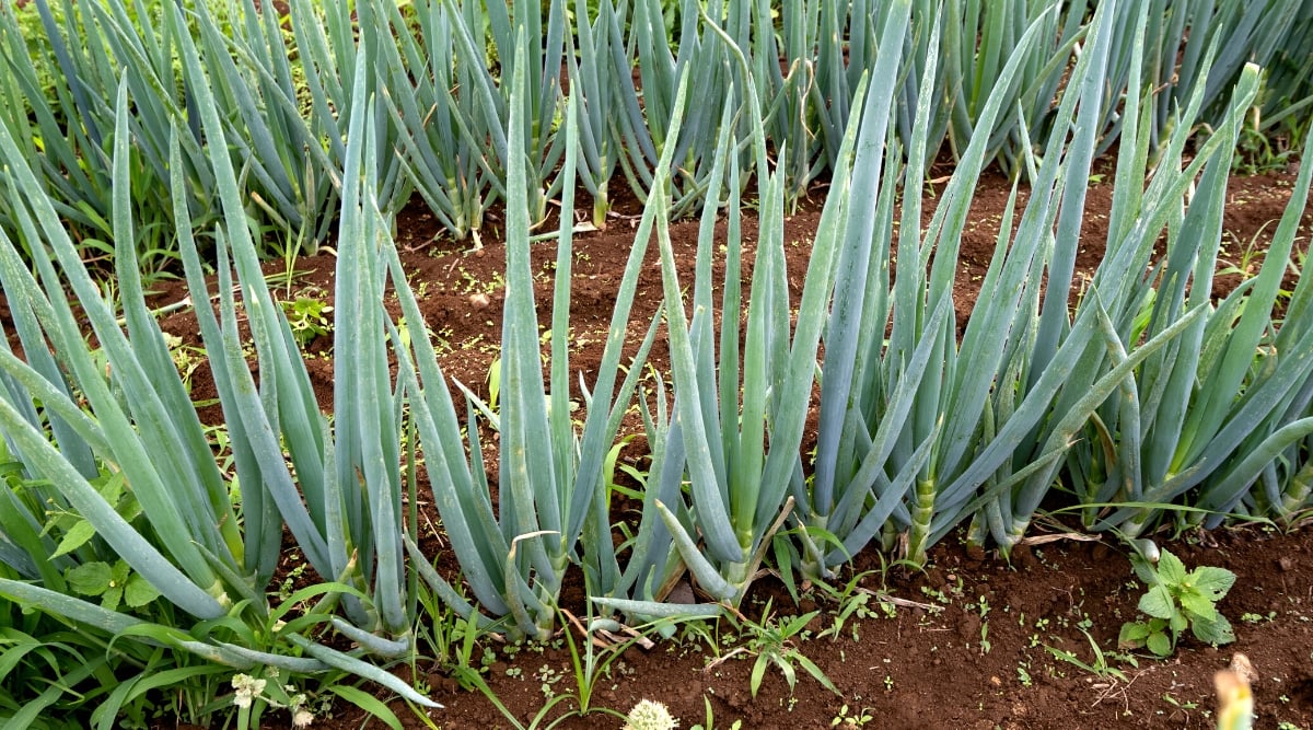 Close-up of growing &lsquo;Tokyo Long White&rsquo; Onions in a garden in rows. The &lsquo;Tokyo Long White&rsquo; Onion is a slender and elongated variety of onion. It has a pencil-like shape. The onions have a white skin and flesh. The leaves, or green tops, of this onion variety are also long and slender.