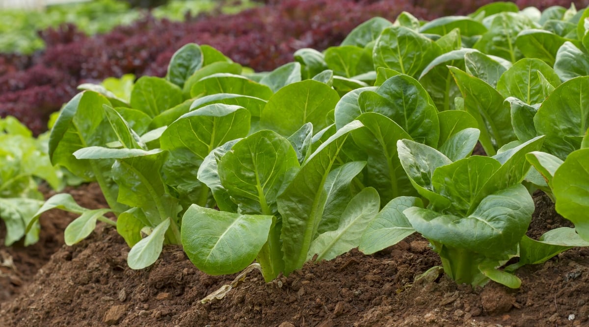 Close-up of a garden bed with &lsquo;Vivian&rsquo; Romaine Lettuce plants growing. The &lsquo;Vivian&rsquo; Romaine Lettuce produces large, tall heads of crunchy, green leaves with a classic romaine shape. The leaves are slightly wrinkled, with smooth edges.