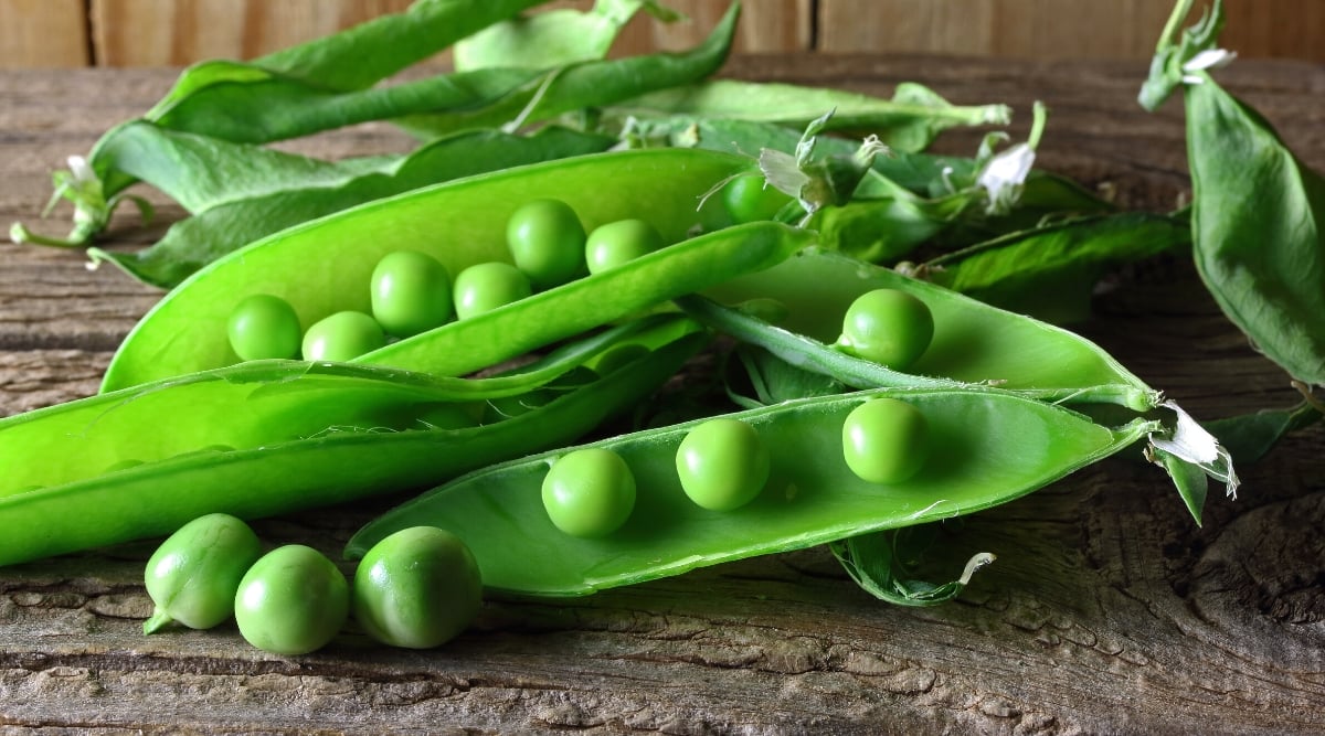 Closeup of open pea pods on a wooden table. &lsquo;Wando&rsquo; Shelling Peas have a classic pea appearance. They feature plump, round pods with a vibrant green color. The peas inside the pods are smooth, round, and have a light green hue.