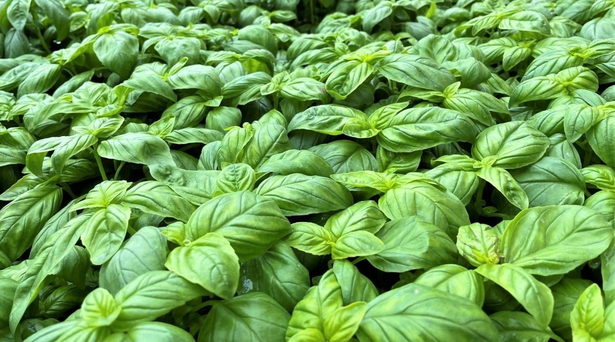 Basil