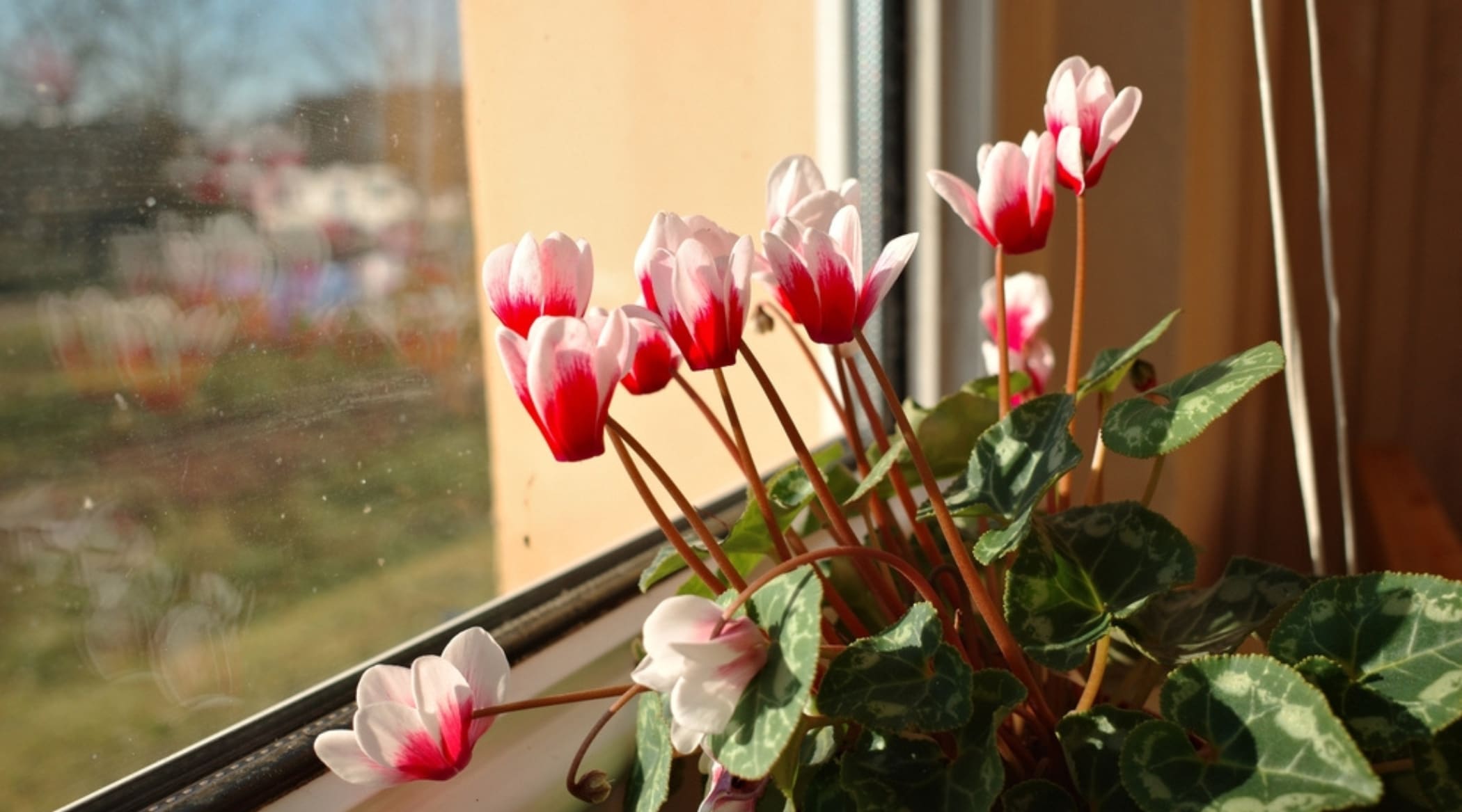 Close-up of indoor blooming houseplant on the windowsill, against the background of a blurred home. The plant has beautiful, heart-shaped, dark green leaves with silvery patterns, and large, bright pink flowers with white tips. The petals are vertical that float above the foliage like butterflies.