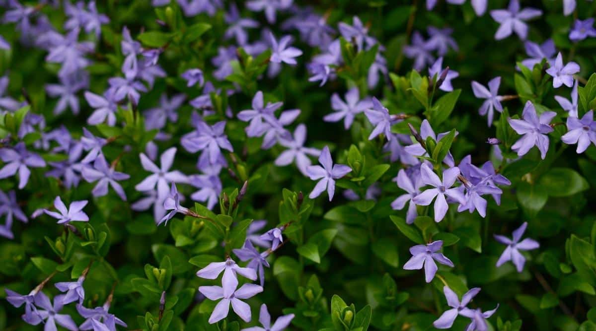 Purple Star-Shaped Flowers Bloom Among Green Foliage