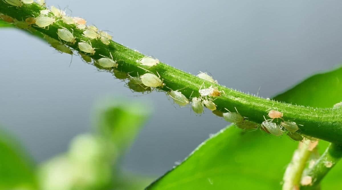 Plant infected with Aphids