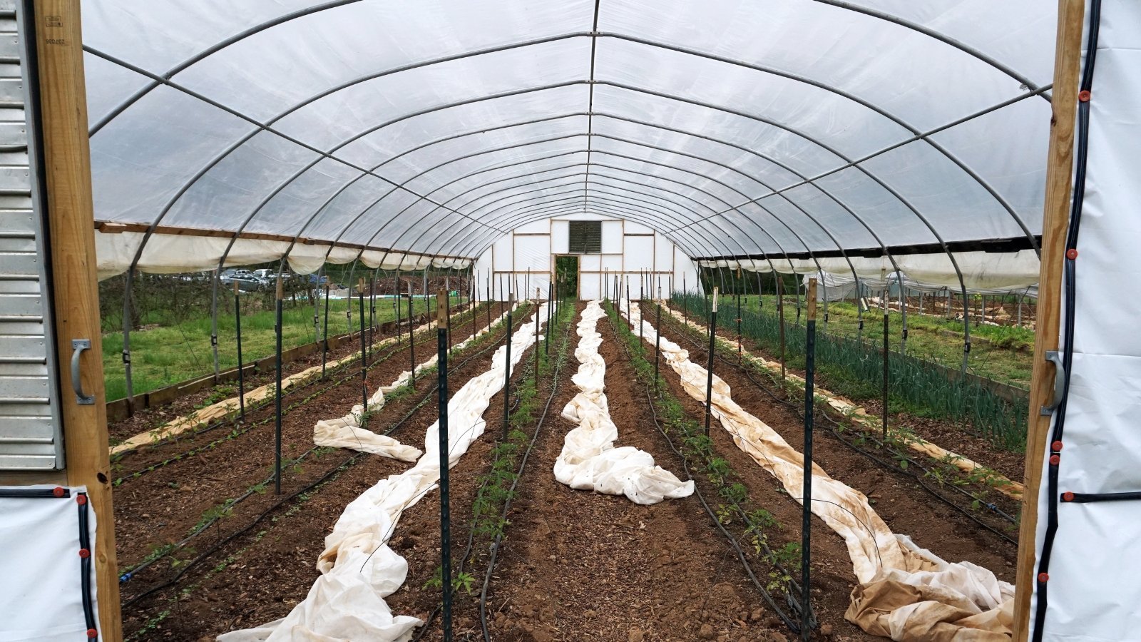 9 Benefits of Growing in High Tunnels