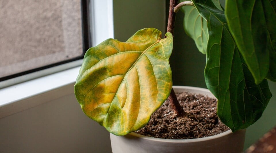 How to Tell If You're Overwatering Your Plants