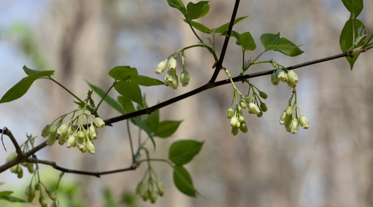 A close-up of a Bladdernut plant featuring flowers that are white and clustered together at the end of the slender, dark branches. The leaves are shaped like a heart, with a vibrant green hue.