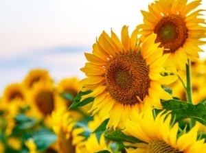 A close-up shot of a large composition of vibrant golden-yellow colored flowers, all situated in a large field area, showcasing grow sunflowers