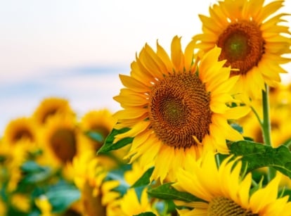 A close-up shot of a large composition of vibrant golden-yellow colored flowers, all situated in a large field area, showcasing grow sunflowers