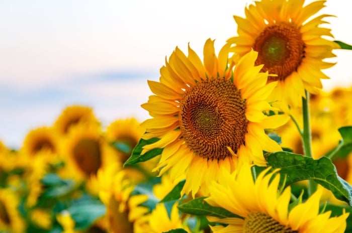 A close-up shot of a large composition of vibrant golden-yellow colored flowers, all situated in a large field area, showcasing grow sunflowers