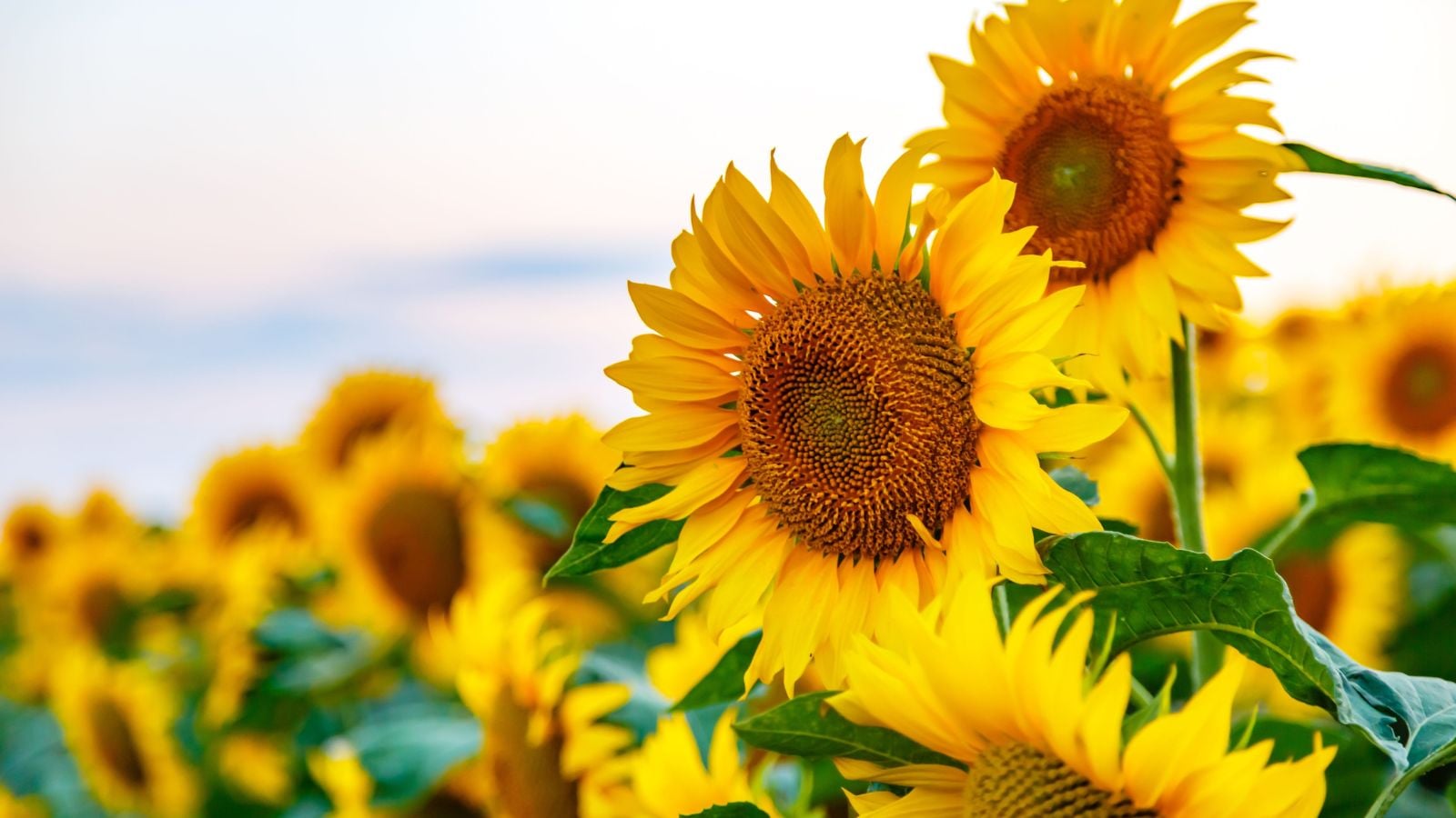 A close-up shot of a large composition of vibrant golden-yellow colored flowers, all situated in a large field area, showcasing grow sunflowers