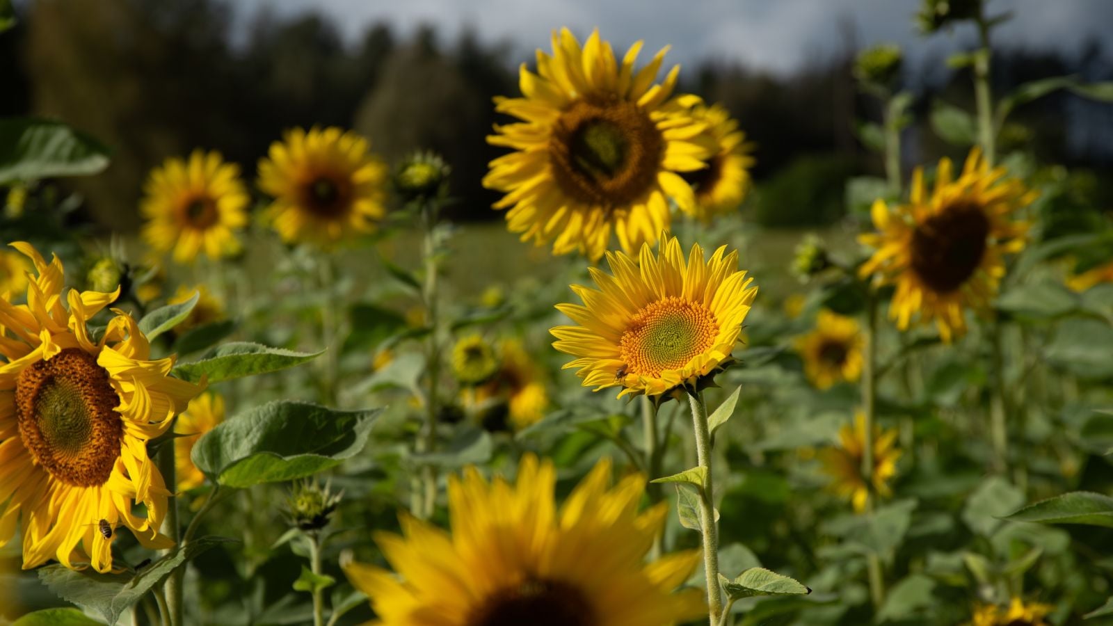 A close-up shot of a small composition of developing golden yellow flowers, all sitting atop sturdy green stems