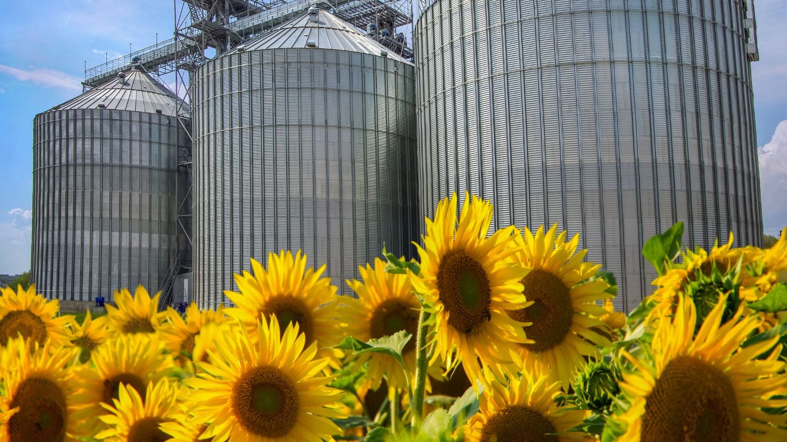 A close-up shot of a small composition of golden yellow flowers, developing near large industrial silos in a large field area outdoors