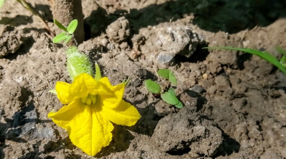 How to Tell If You're Underwatering Your Plants