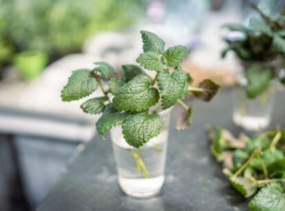 A transparent container full of plant cuttings placed on a dark surface under abundant sunlight