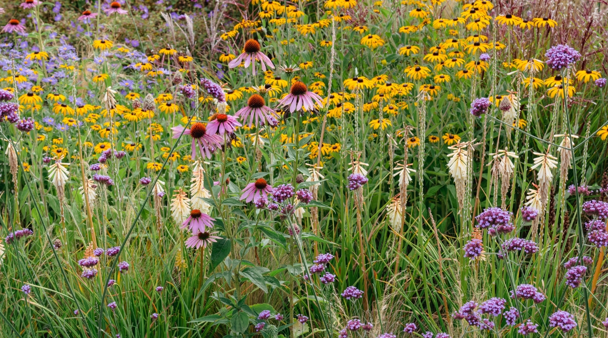 How To Grow Your Own Pocket Prairie In 9 Steps