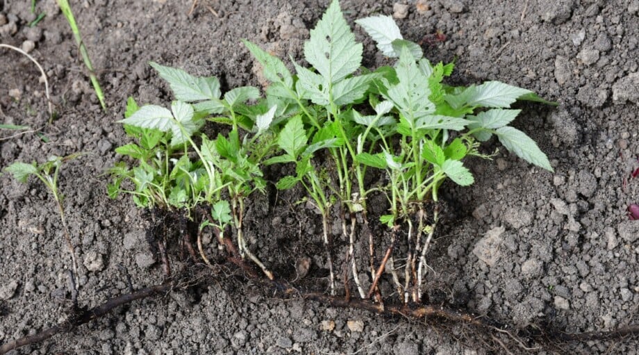 Stringy Root How Do You Control Plants that Spread by Rhizomes?