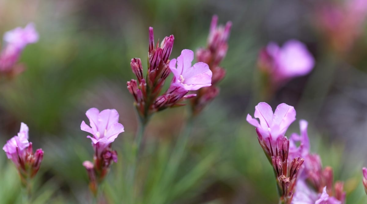 A closeup shot of Acantholimon glumaceum blooms with lovely pink petals and green leaves
