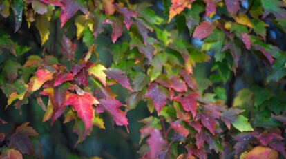 21 Trees With Spectacular Fall Color