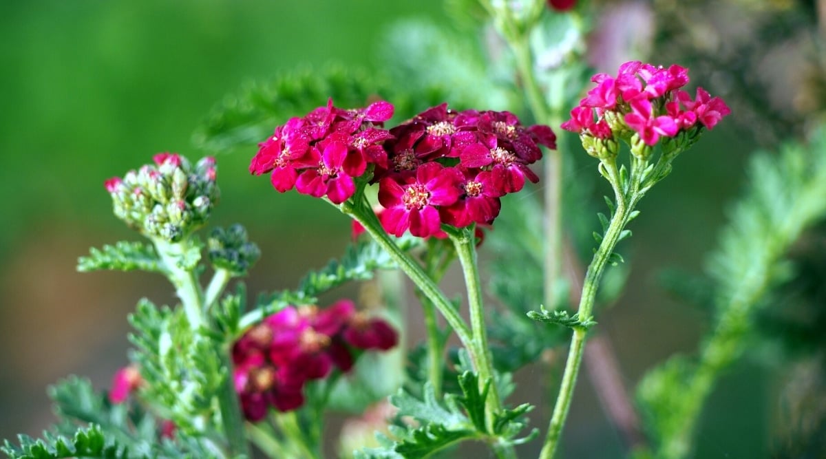 Close up of a tall green, flower stalk with a cluster of tiny, bright red, flowers clustered on top, with long fern like leaves.