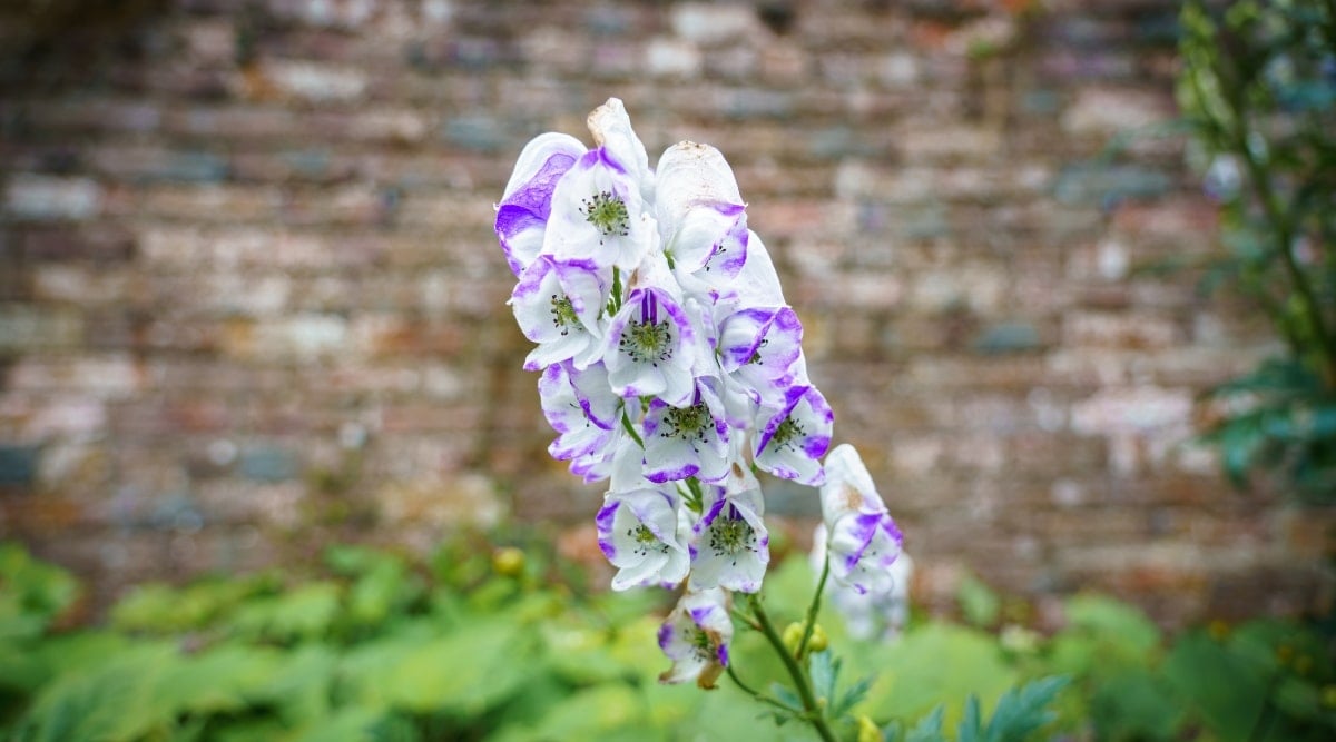 A close-up reveals the exquisite beauty of Aconitum × cammarum &lsquo;Bicolor.&rsquo; Its flowers boast a striking combination of white and violet hues, gracefully adorning the plant&rsquo;s slender stem. In the backdrop, a sturdy brick wall provides a contrasting backdrop, while underneath it, verdant green plants thrive, adding a touch of freshness to the composition.