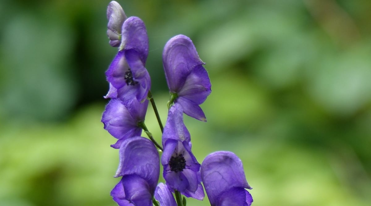 A close-up of Aconitum x cammarum &lsquo;Bressingham Spire.&rsquo; Its flower stands tall, showcasing a majestic inflorescence of multiple blooms. Each blossom possesses a deep purple hue with delicate petals and a velvety texture.