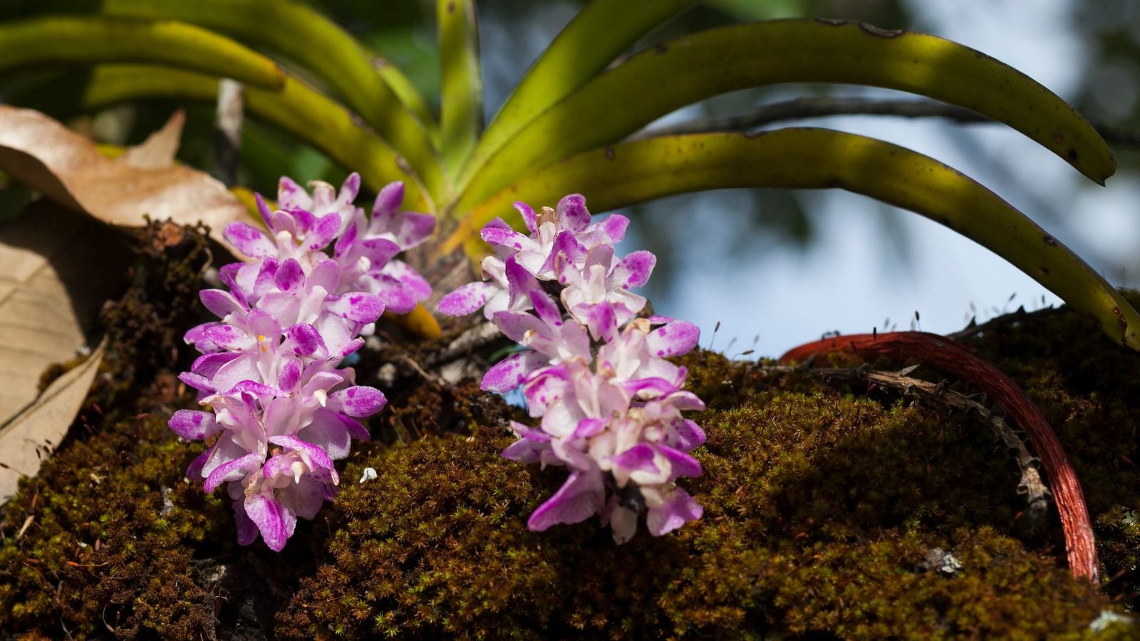 A shot of two flower clusters of the Aerides multiflora growing on a log with broad and green leaves