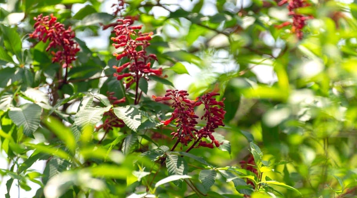 Close-up of a blooming Red Buckeye in a sunny garden. Aesculus pavia, commonly known as Red Buckeye, is a native small tree. The plant features attractive palmate leaves and showcases striking spikes of bright red, tubular flowers.