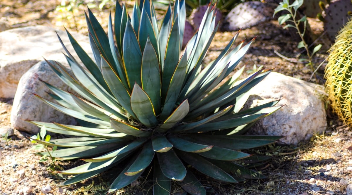 Close-up of a growing Agave &lsquo;Blue Glow&rsquo; plant in a sunny garden. The plant forms a single rosette of blue-green, broad leaves with dark reddish margins and tapering towards sharp ends.