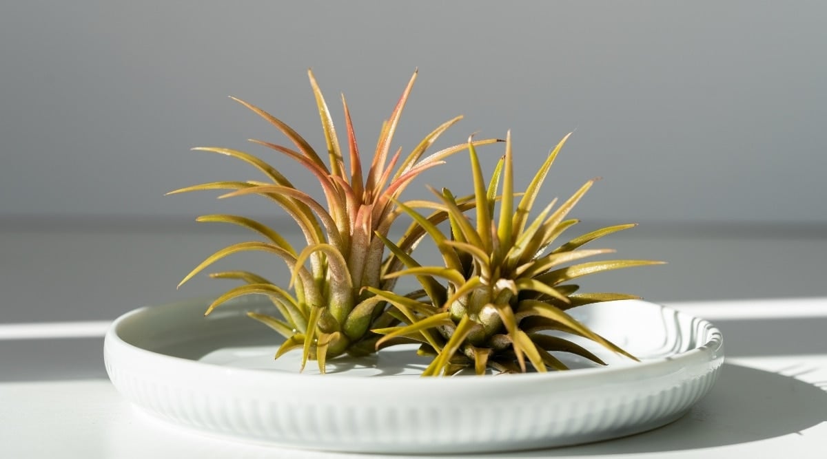 Air Plants in Sunlight