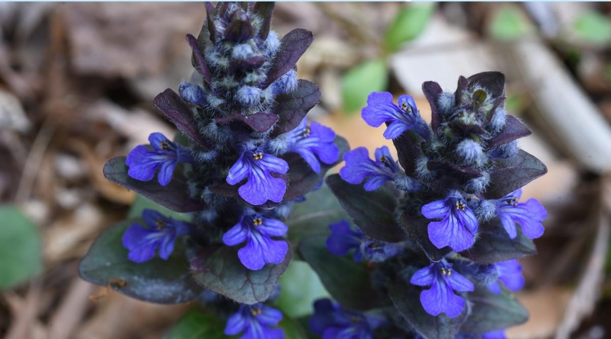 bright purple ajuga flowers growing in a shady spot