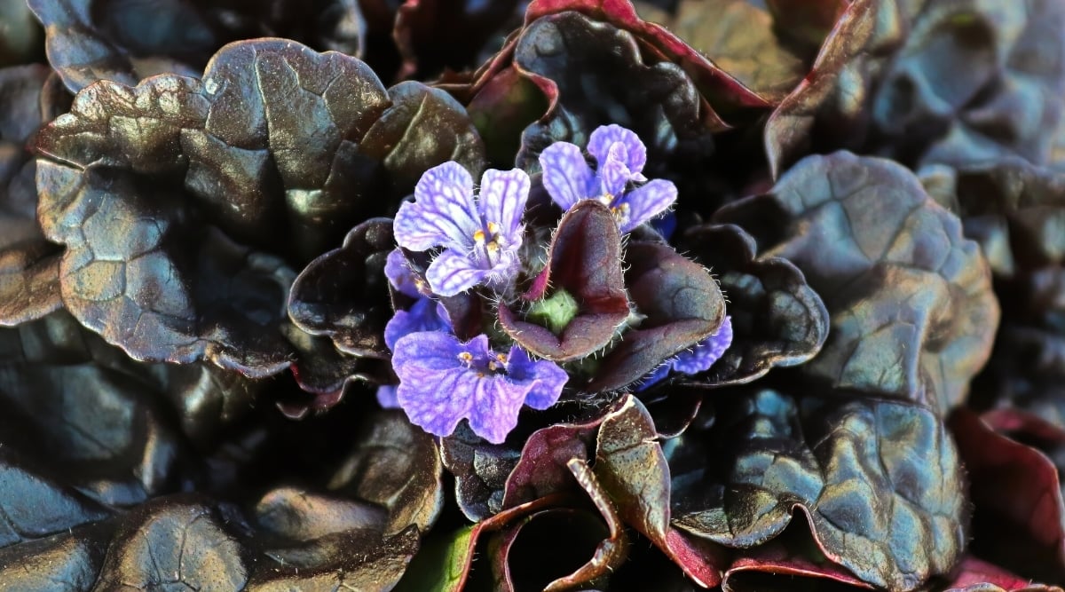 Close up of small purple flowers surrounded by dark, reddish-black leaves that have a scalloped edge and a thick, waxy, looking texture.