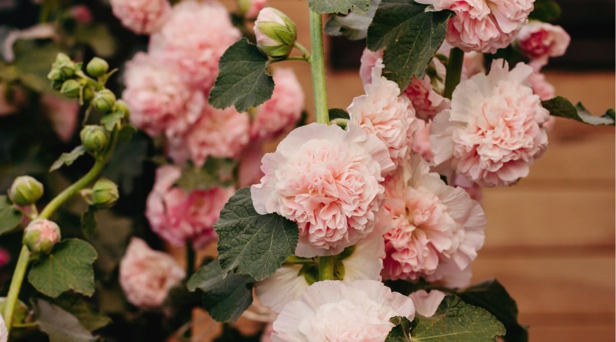 Close-up of blooming flowers of Alcea rosea &lsquo;Charters Double Salmon&rsquo; in a garden against a wooden wall. Tall strong light green stems with dark green lobed leaves and double pale salmon-colored flowers.