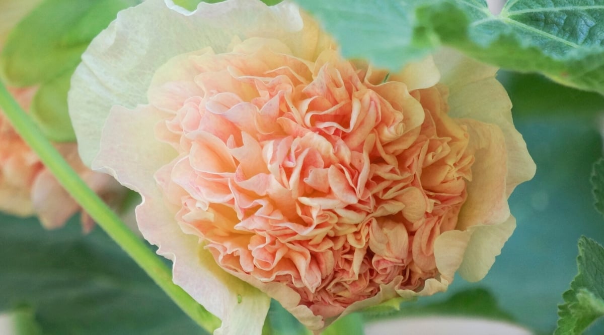 Close-up of an Alcea rosea &lsquo;Double Apricot&rsquo; flower against a green leafy background. The flower is large, double, delicate apricot in color with ruffled, densely packed layers of petals.