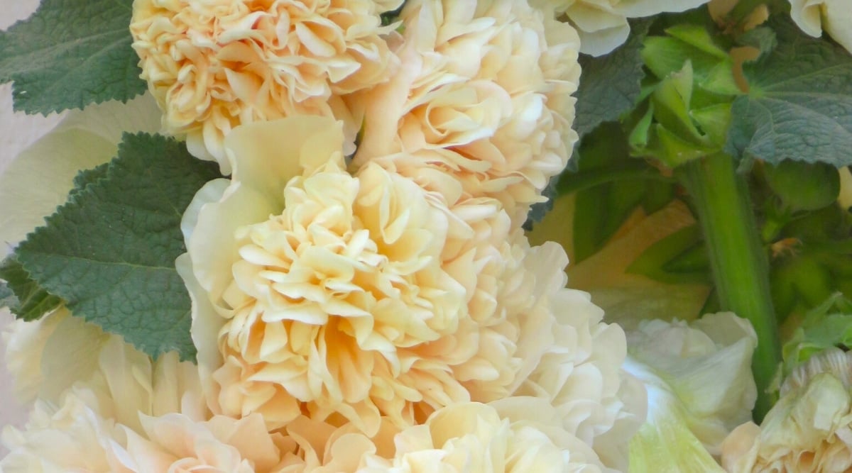 Close-up of blooming flowers of Alcea rosea ‘Double Champagne’ in the garden. The flowers are large, double, beige-pink in color, consists of many ruffled petals that completely cover the center of the flower. The thick green stem is covered with rough, blue-green lobed leaves.