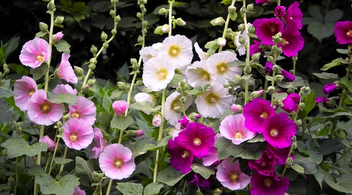 Close-up of blooming flowers of Alcea rosea ‘Indian Springs’ in various shades of pink and white. Tall stems bearing large, showy, solitary flowers, which consist of large, rounded petals, slightly wavy at the edges, arranged around a long, pollen-covered yellow pistil. Large, dark green, heart-shaped, lobed leaves grow on the stems.