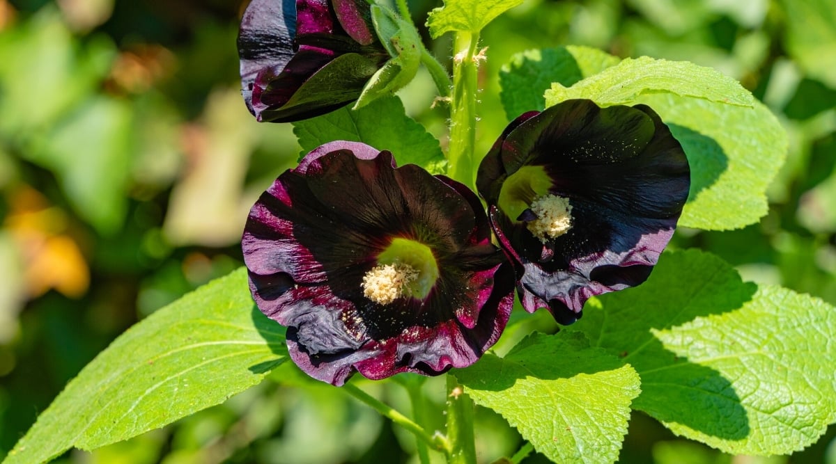 Close-up of a flowering plant Alcea rosea &lsquo;Blacknight&rsquo; in a sunny garden against a blurred green background. The plant has a tall green stem covered with large, bright green, shallowly-lobed leaves and large, deep purple, almost black flowers with pale green centers and prominent white pollen-covered carpels.