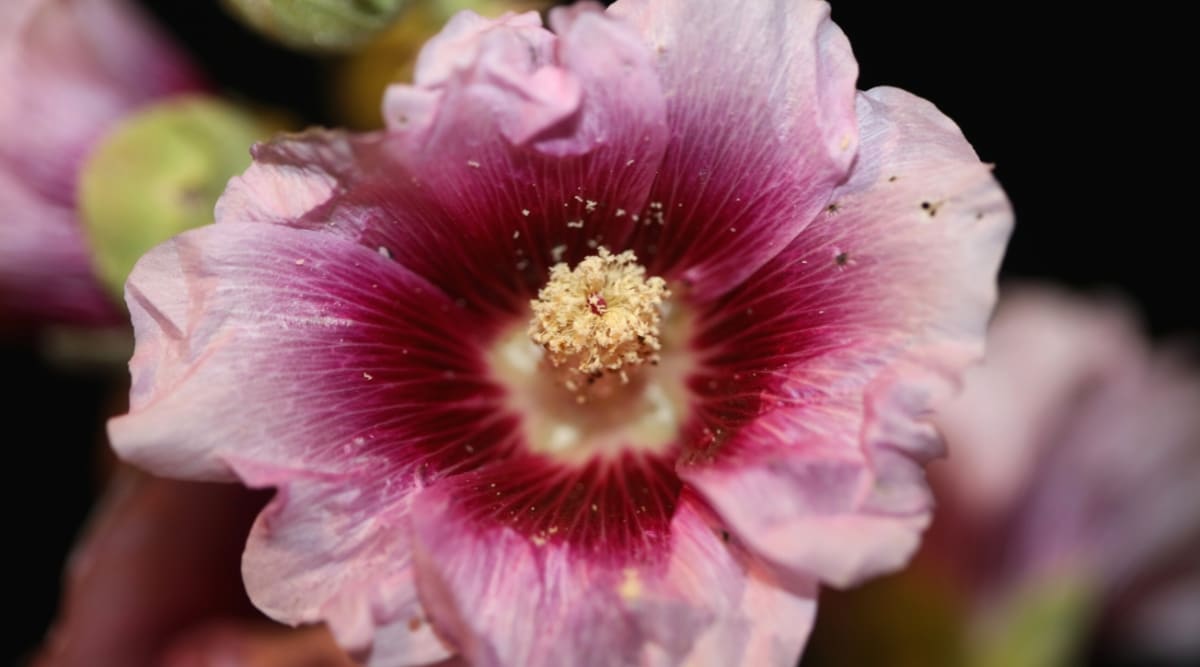 Close-up of an Alcea rosea &lsquo;Creme De Cassis&rsquo; flower against a dark blurred background. The flower is large, funnel-shaped, with a blackcurrant color towards the middle of the flower and lighter towards the edges. A carpel covered with stamens protrudes from the center of the flower.