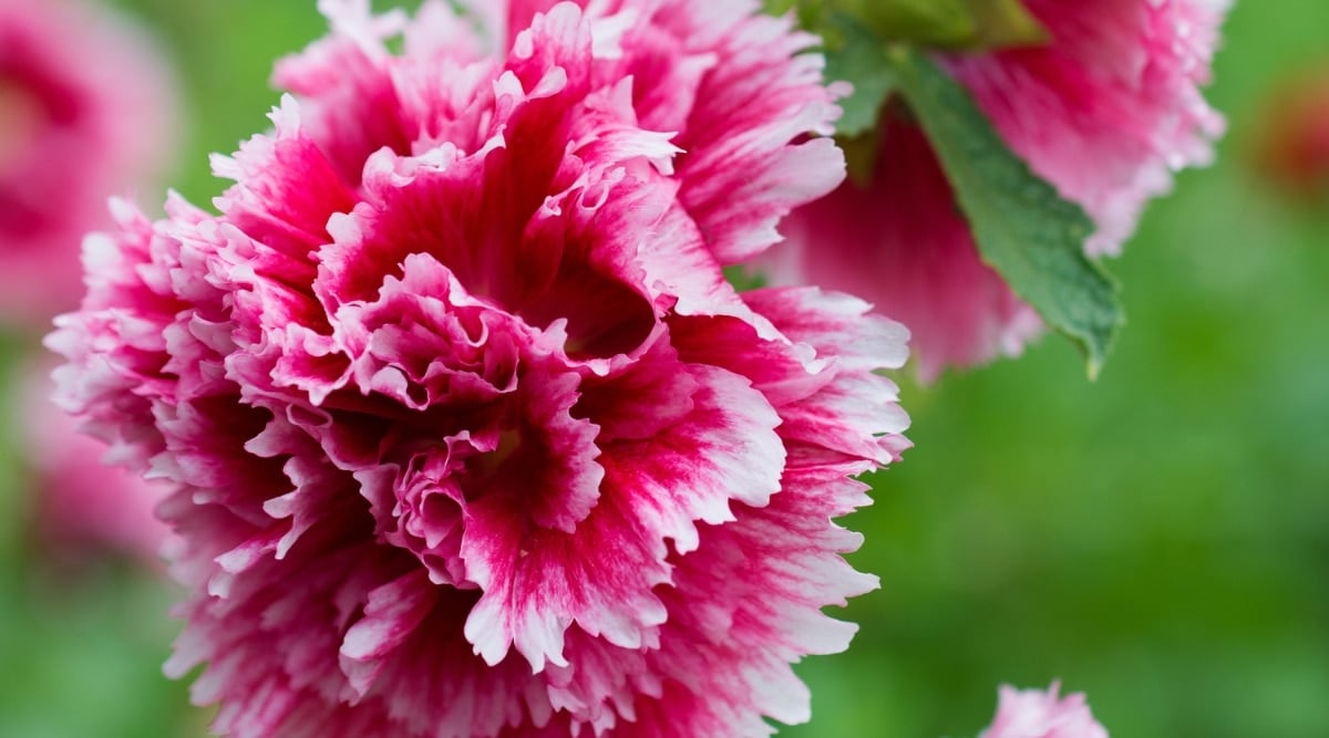 Close-up of double flower Alcea rosea &lsquo;Fiesta Time&rsquo; against green blurred background. The flower is large, consists of many corrugated petals with jagged edges. The flower is bright pink in the center and with white outer edges.