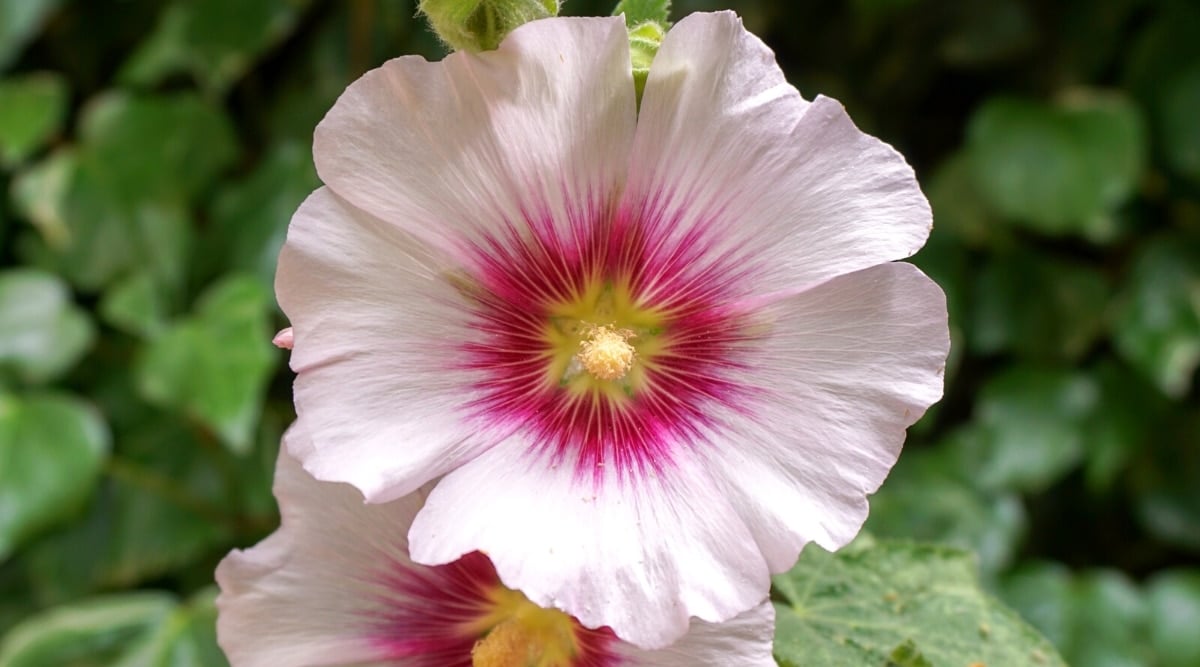 Close-up of a blooming &lsquo;Halo Blush&rsquo; flower against a blurred green background. The flower is large, cup-shaped, white with a bright pink halo around the yellow center.