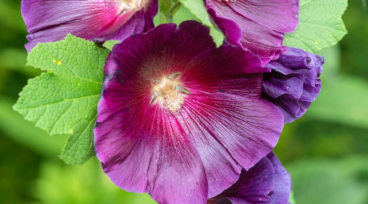Close-up of blooming flowers of Alcea rosea &lsquo;Halo Lavender&rsquo; on a tall stem against a blurred green background. The flower is large, funnel-shaped, open, velvety purple with a crimson halo around the white center.
