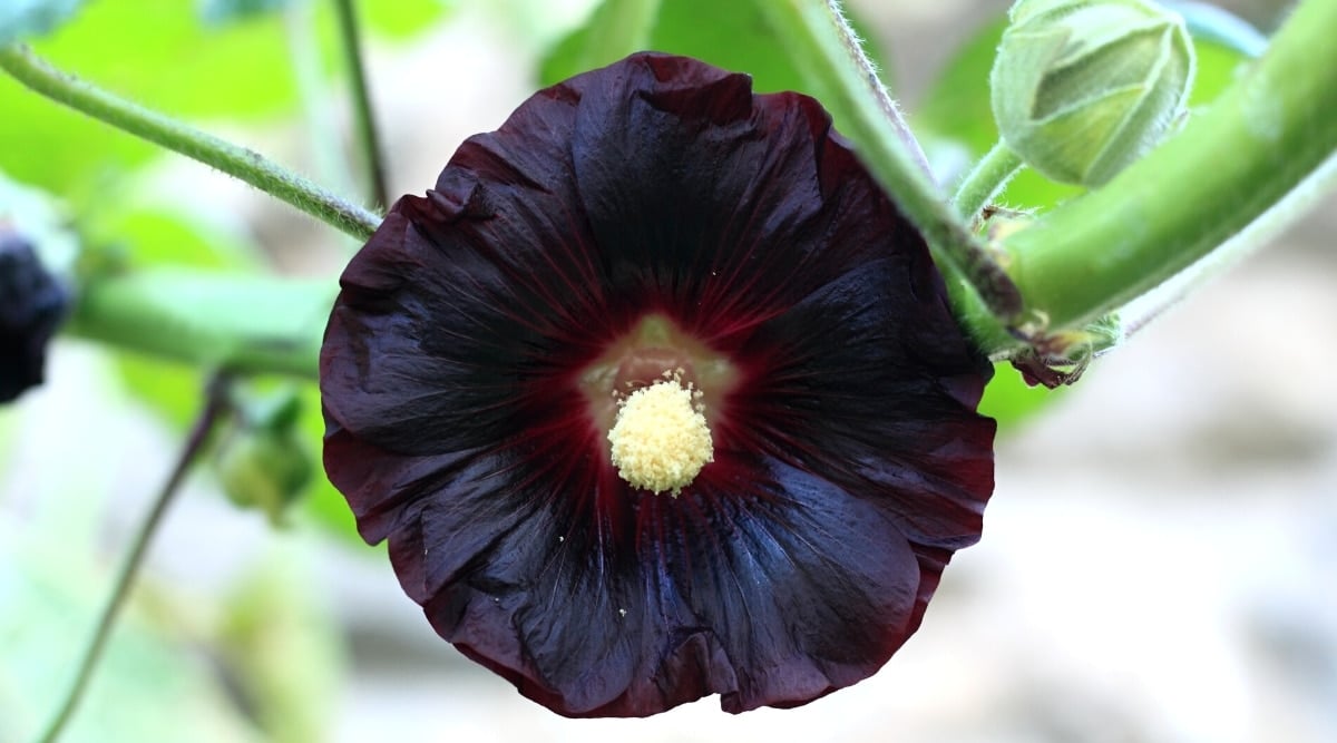 Close-up of a blooming Alcea rosea &lsquo;Nigra&rsquo; flower against a blurred garden background. The flower is large, dark burgundy, almost black, with a protruding creamy carpel from the center. The petals have a bluish tint.